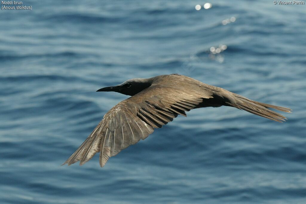 Brown Noddy