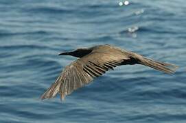 Brown Noddy