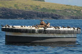 Brown Noddy