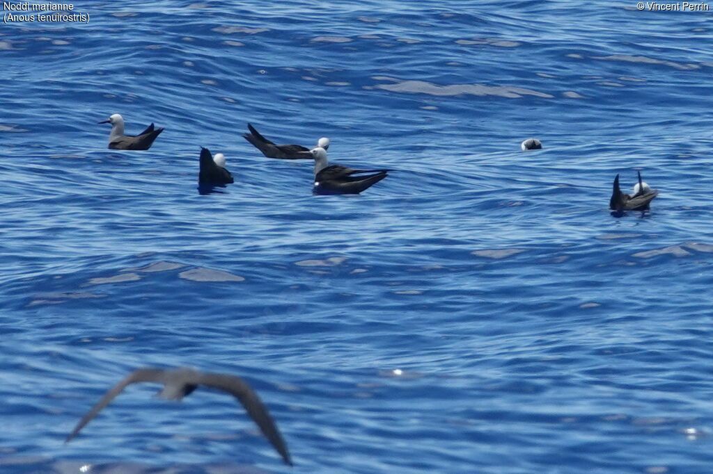 Lesser Noddy