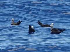 Lesser Noddy