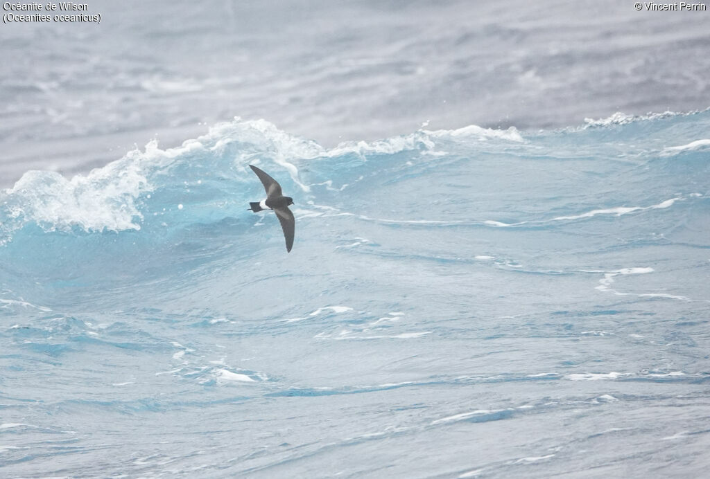 Wilson's Storm Petrel, Flight