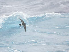 Wilson's Storm Petrel