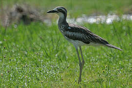 Bush Stone-curlew