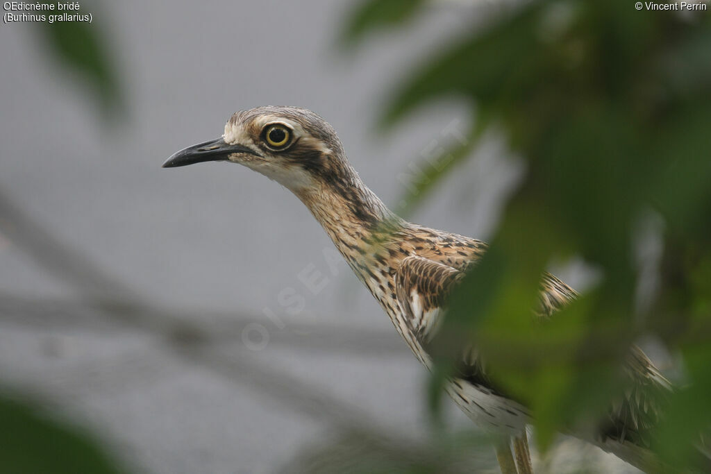 Bush Stone-curlew