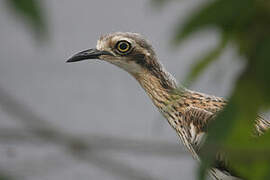 Bush Stone-curlew