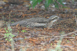 Bush Stone-curlew