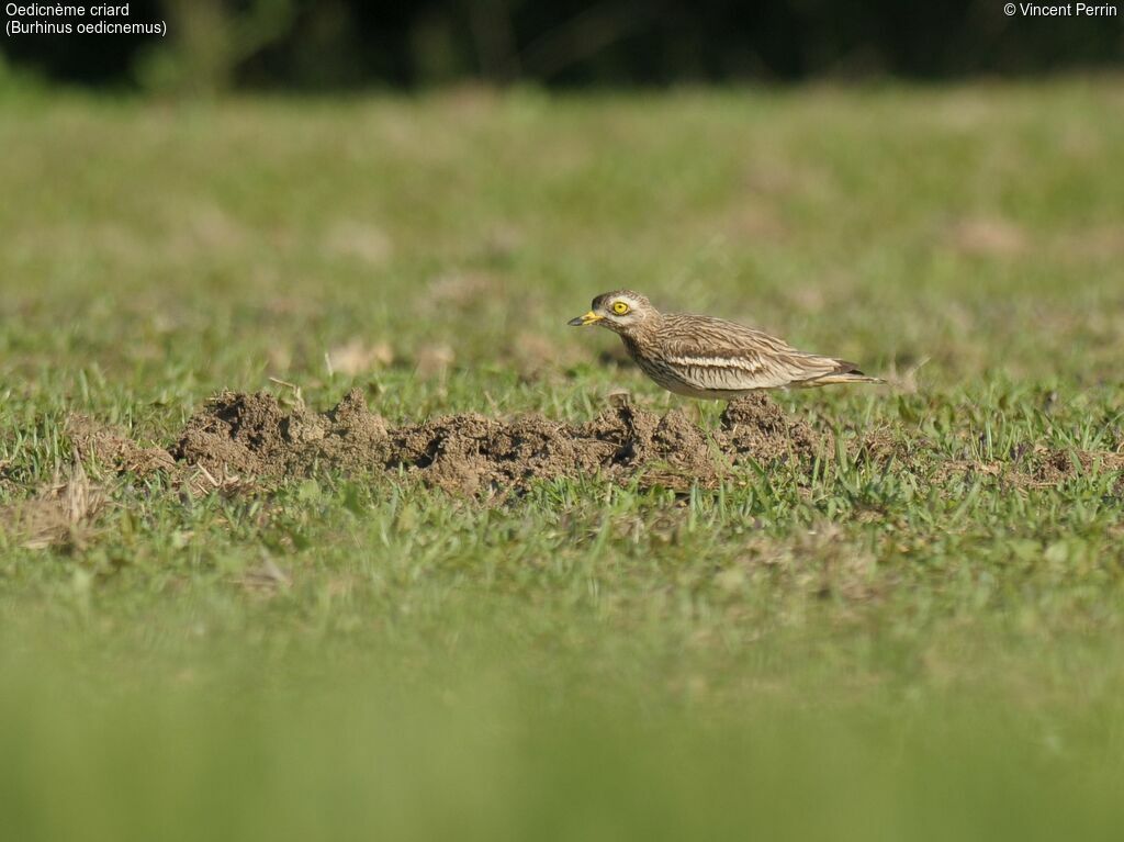 Eurasian Stone-curlewadult