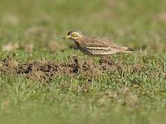 Eurasian Stone-curlew