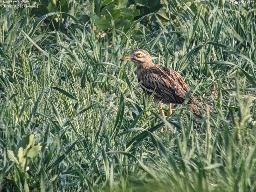 Eurasian Stone-curlew, identification, Reproduction-nesting