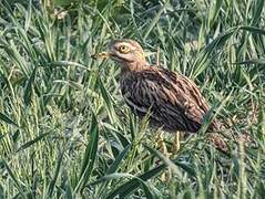 Eurasian Stone-curlew