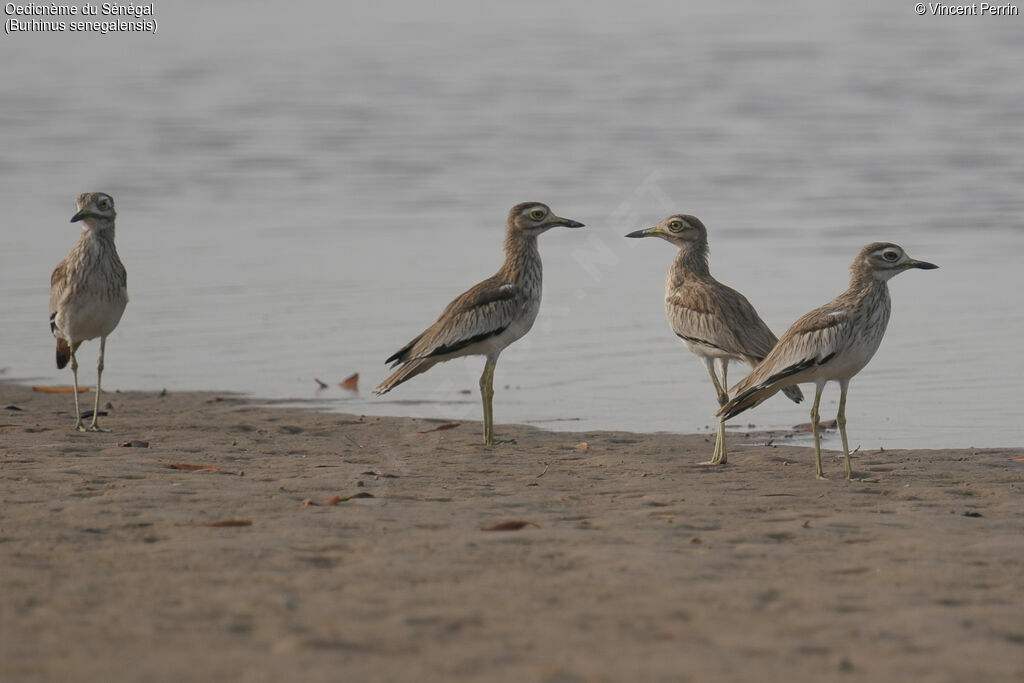 Senegal Thick-knee