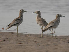 Senegal Thick-knee