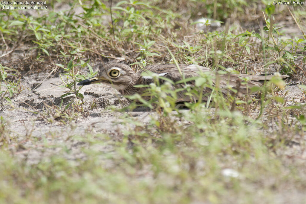 Senegal Thick-knee, camouflage, Reproduction-nesting