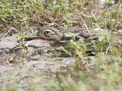 Senegal Thick-knee