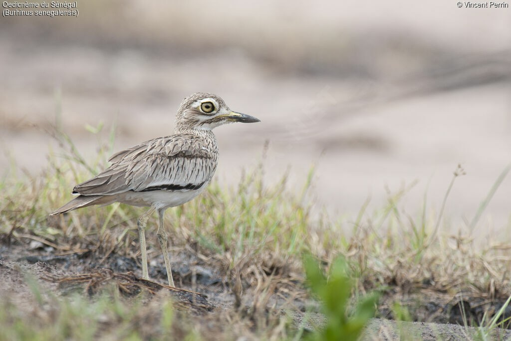 Senegal Thick-knee