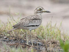 Senegal Thick-knee