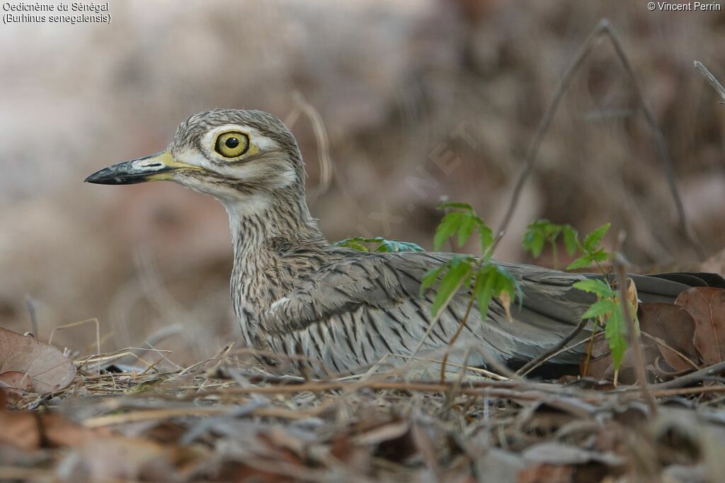 Senegal Thick-knee