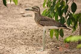 Senegal Thick-knee