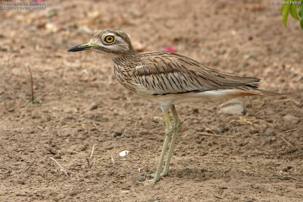 Senegal Thick-knee, close-up portrait