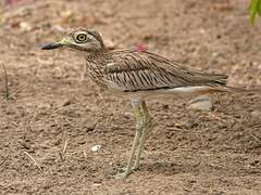 Senegal Thick-knee