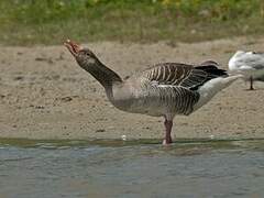 Greylag Goose