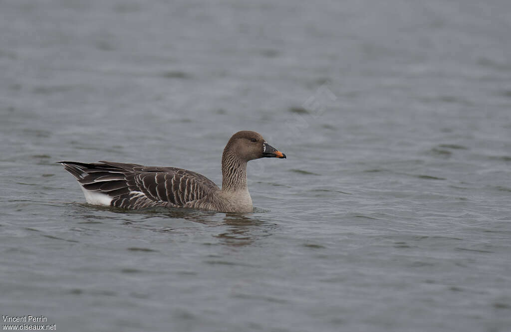 Tundra Bean Gooseadult, identification, pigmentation, swimming