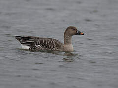 Tundra Bean Goose