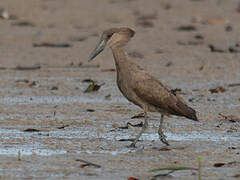 Hamerkop