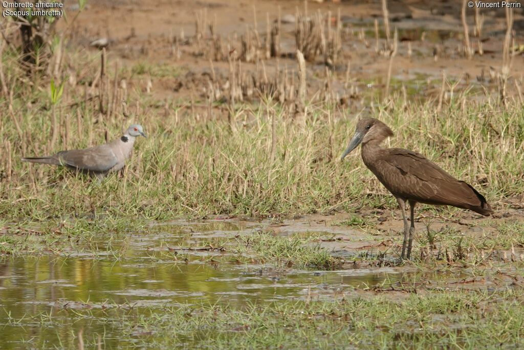 Ombrette africaine, mange