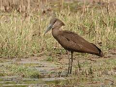 Hamerkop