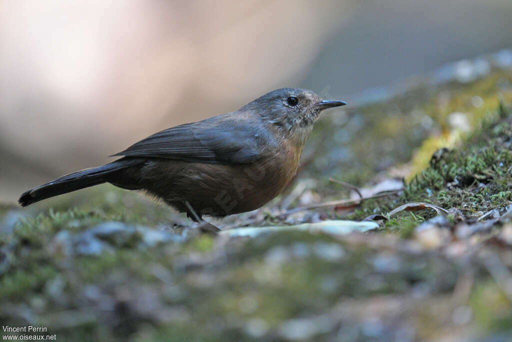 Rockwarbler