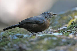 Rockwarbler