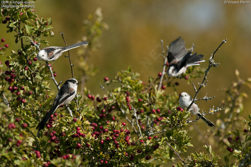 Long-tailed Tit