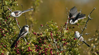 Long-tailed Tit