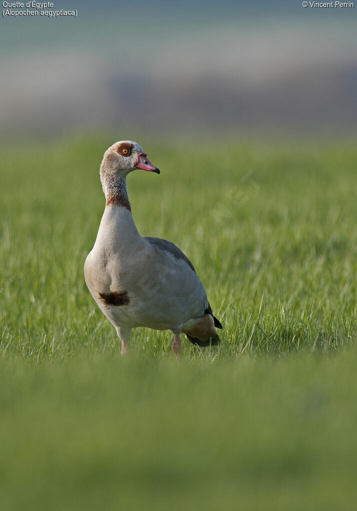 Egyptian Gooseadult breeding