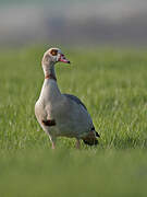 Egyptian Goose