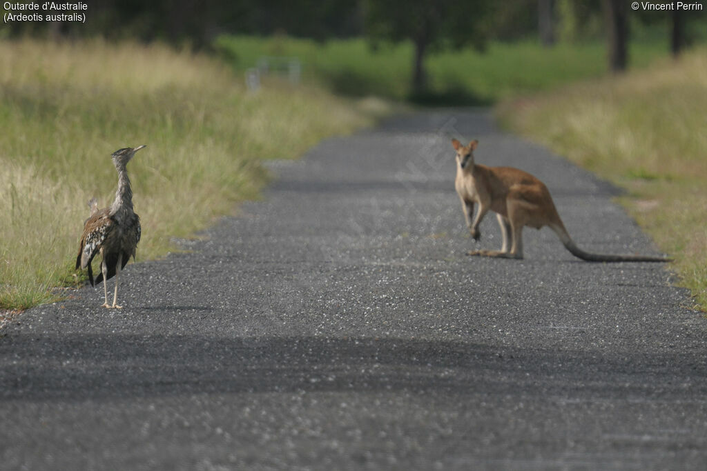 Outarde d'Australie mâle adulte