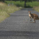Outarde d'Australie