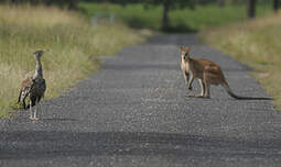 Outarde d'Australie