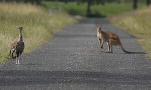 Outarde d'Australie