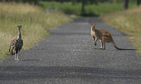 Outarde d'Australie