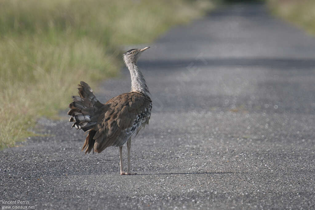 Australian Bustard male adult, Behaviour