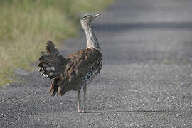 Australian Bustard