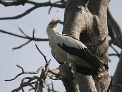 Palm-nut Vulture