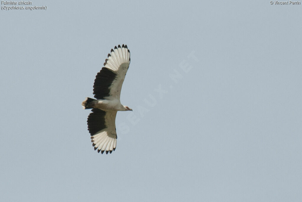 Palm-nut Vulture