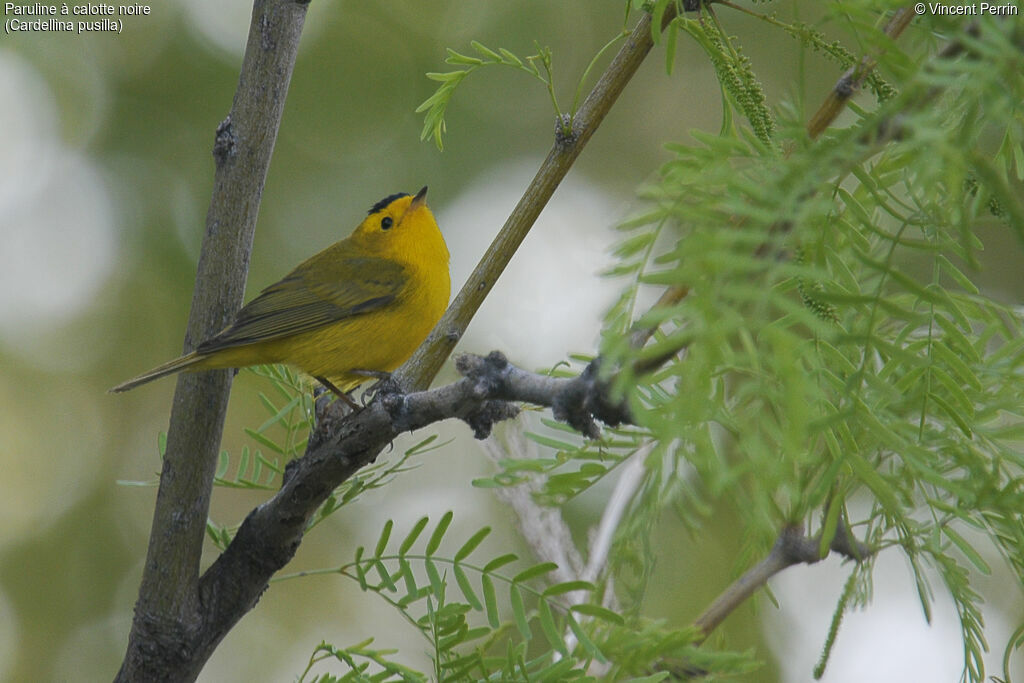 Wilson's Warbler male adult
