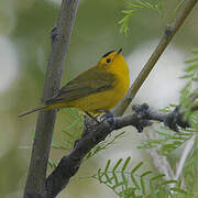 Wilson's Warbler