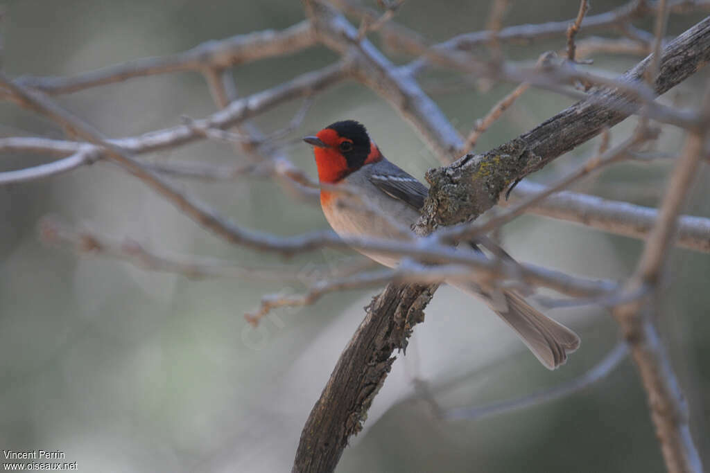 Paruline à face rouge mâle adulte