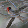 Paruline à face rouge